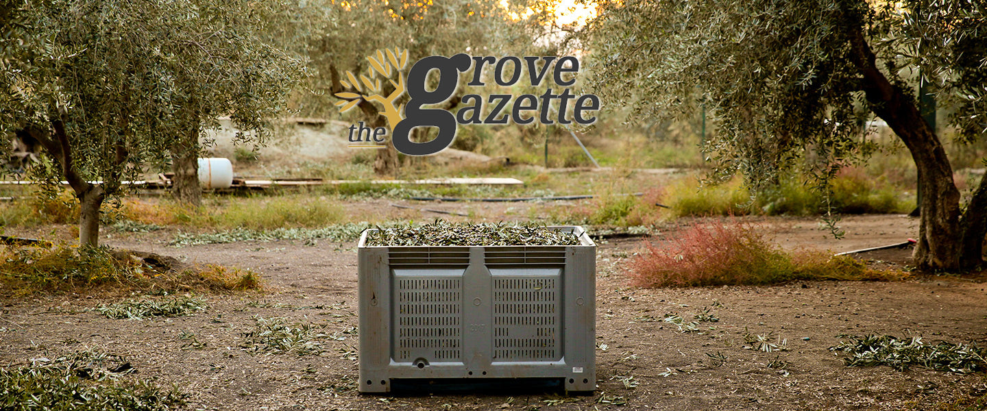 The Grove Gazette - Fall 2019