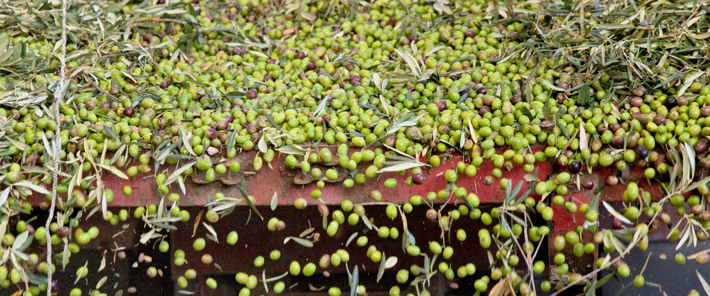 New harvest favorites from ITALY and SPAIN have arrived!