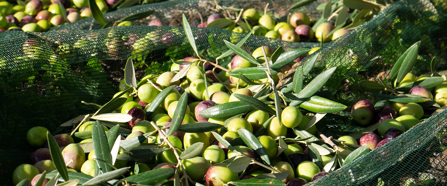 Fruit or Vegetable? What are Olives?