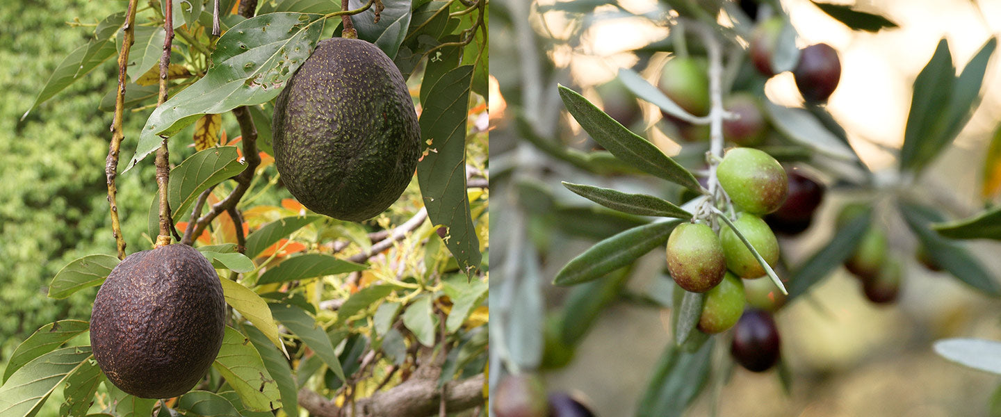 Avocado Oil Versus Olive Oil