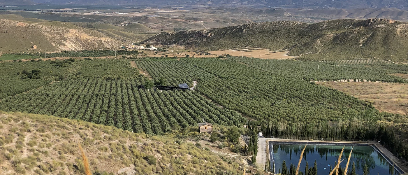 Oro del Desierto