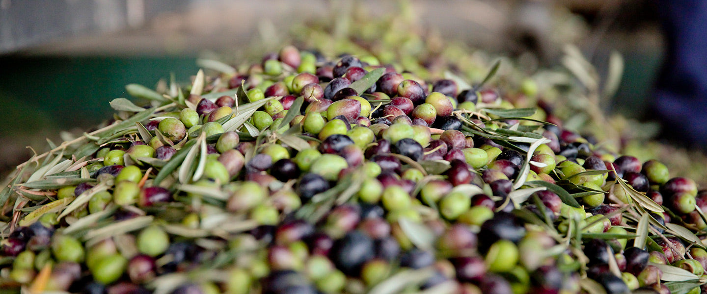 It's time for NEW HARVEST oils!