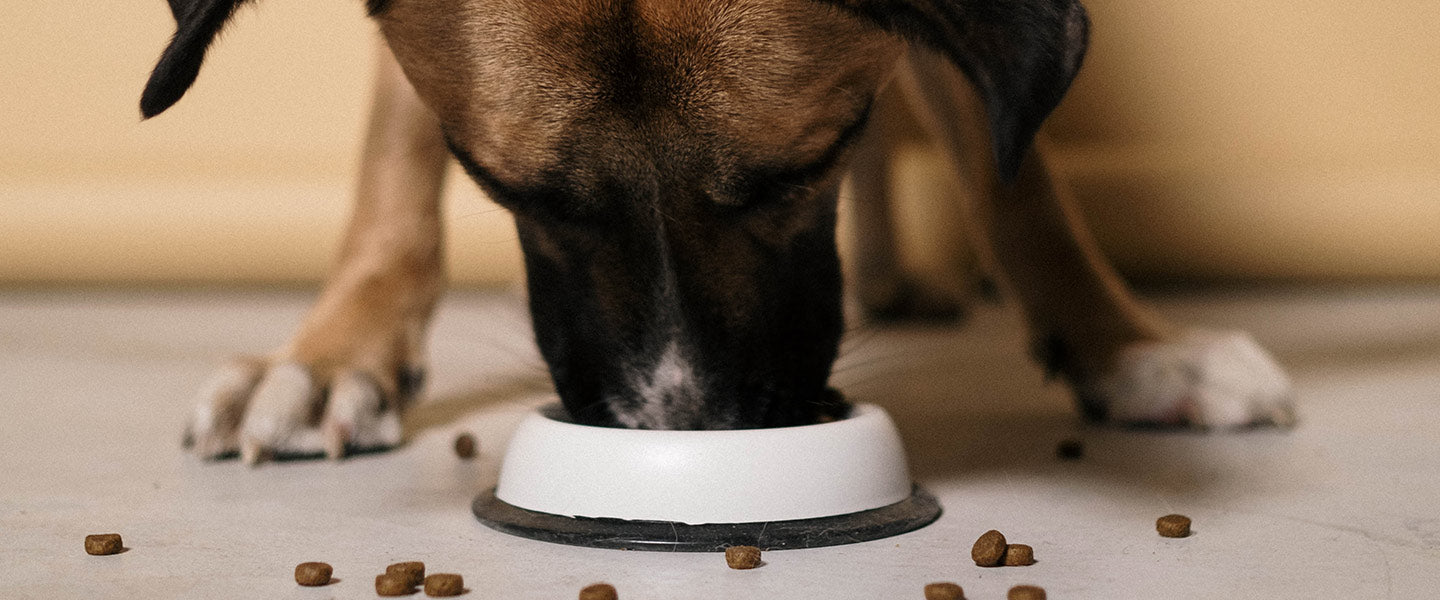 Is Olive Oil Good for Dogs?